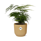 Asparagus Plumosus – Filigrane Eleganz im Topf