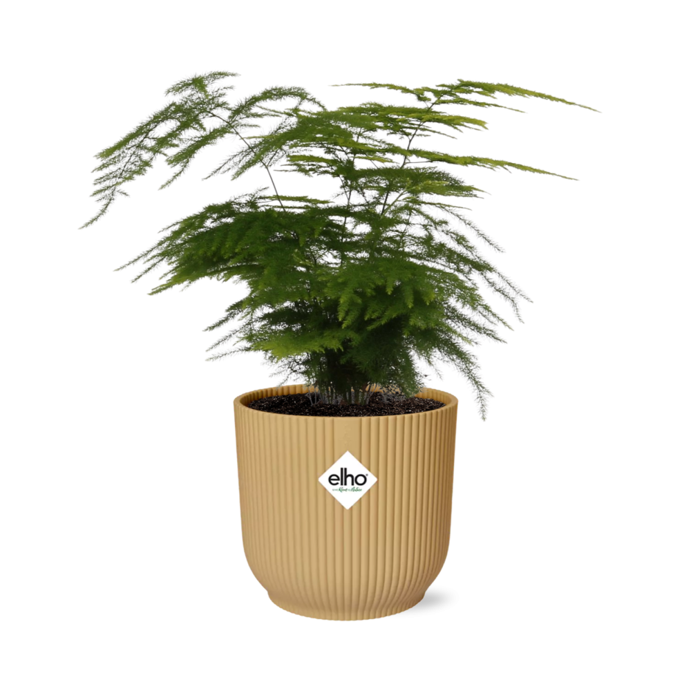 Asparagus Plumosus – Filigrane Eleganz im Topf