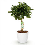 🌿 Schefflera Gold Capelle (Fingerbaum) – Ø 21 cm, 70–81 cm