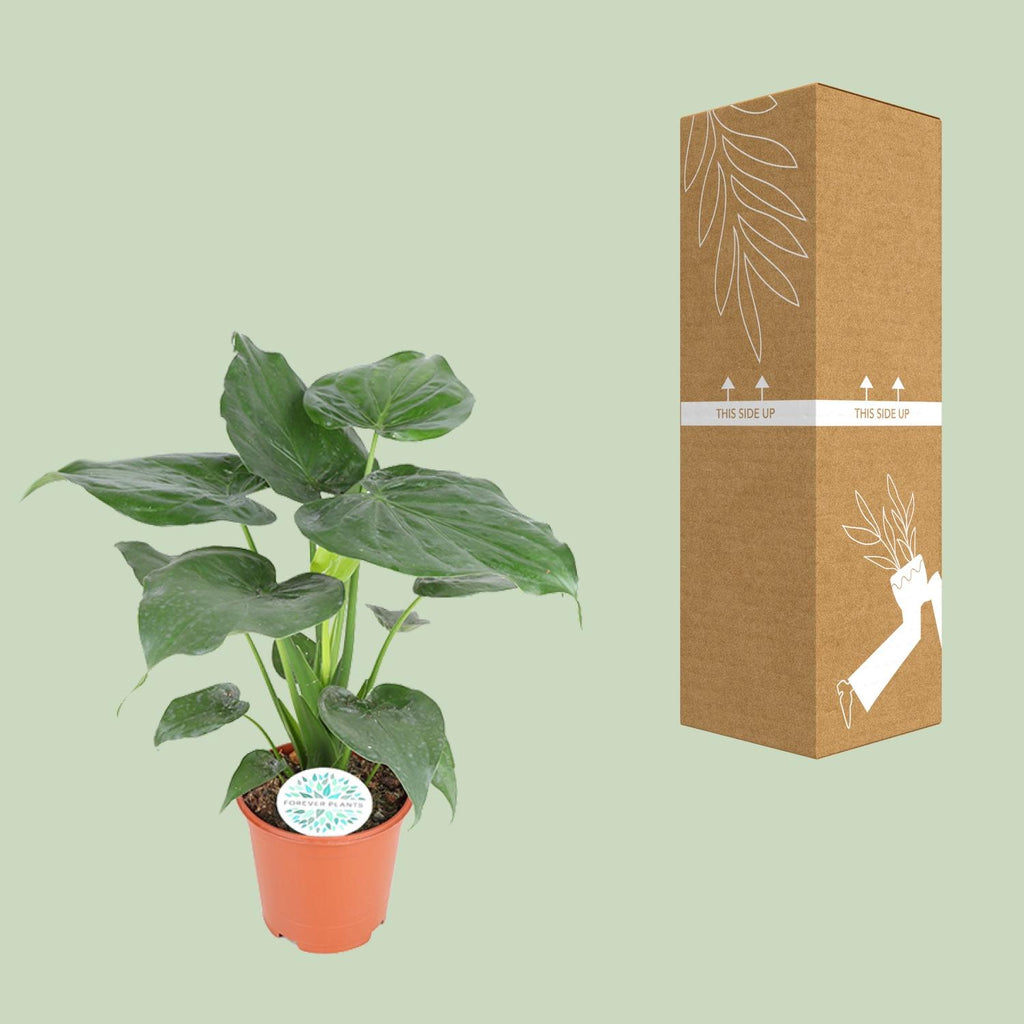 Alocasia Cucullata – Ø 21 cm, 80 cm