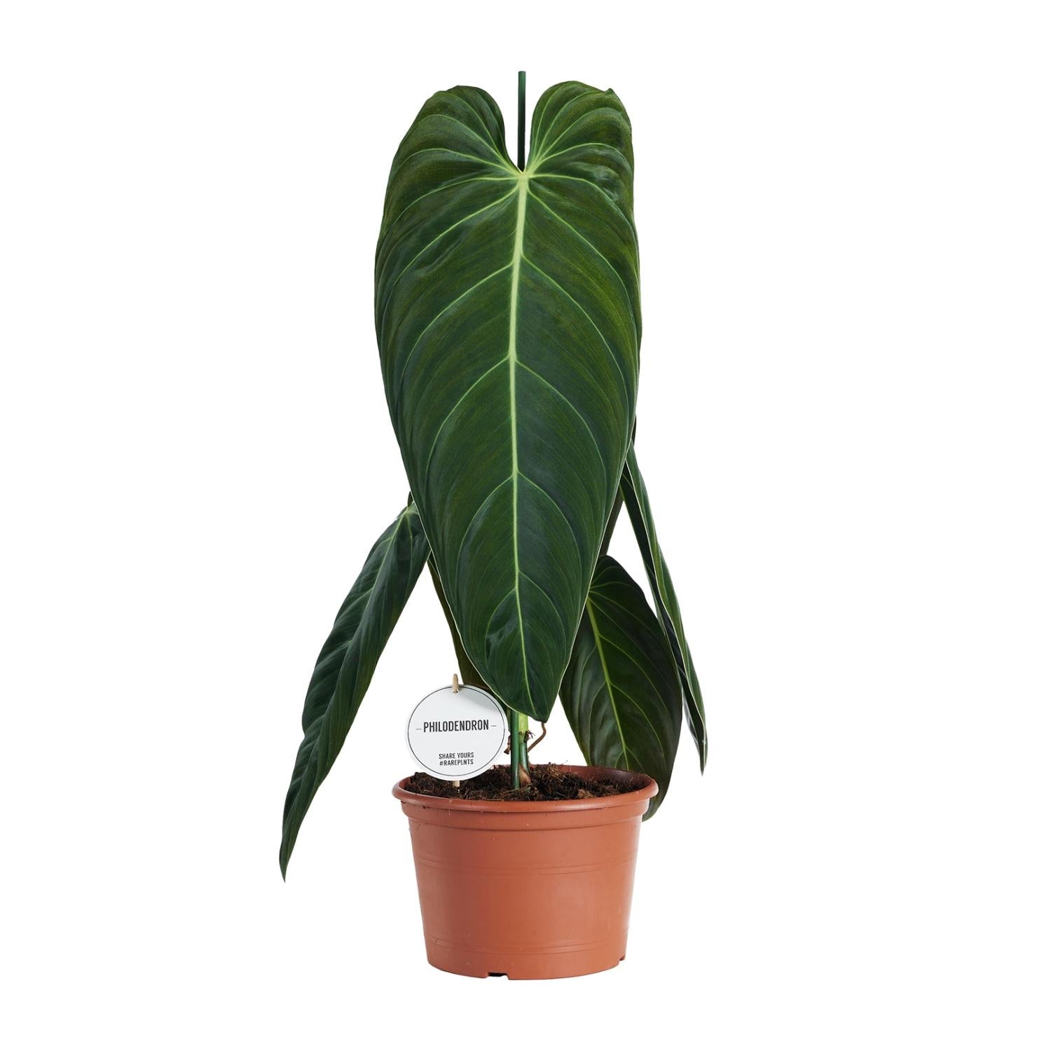 Philodendron Melanochrysum – Ø 21 cm, 75 cm