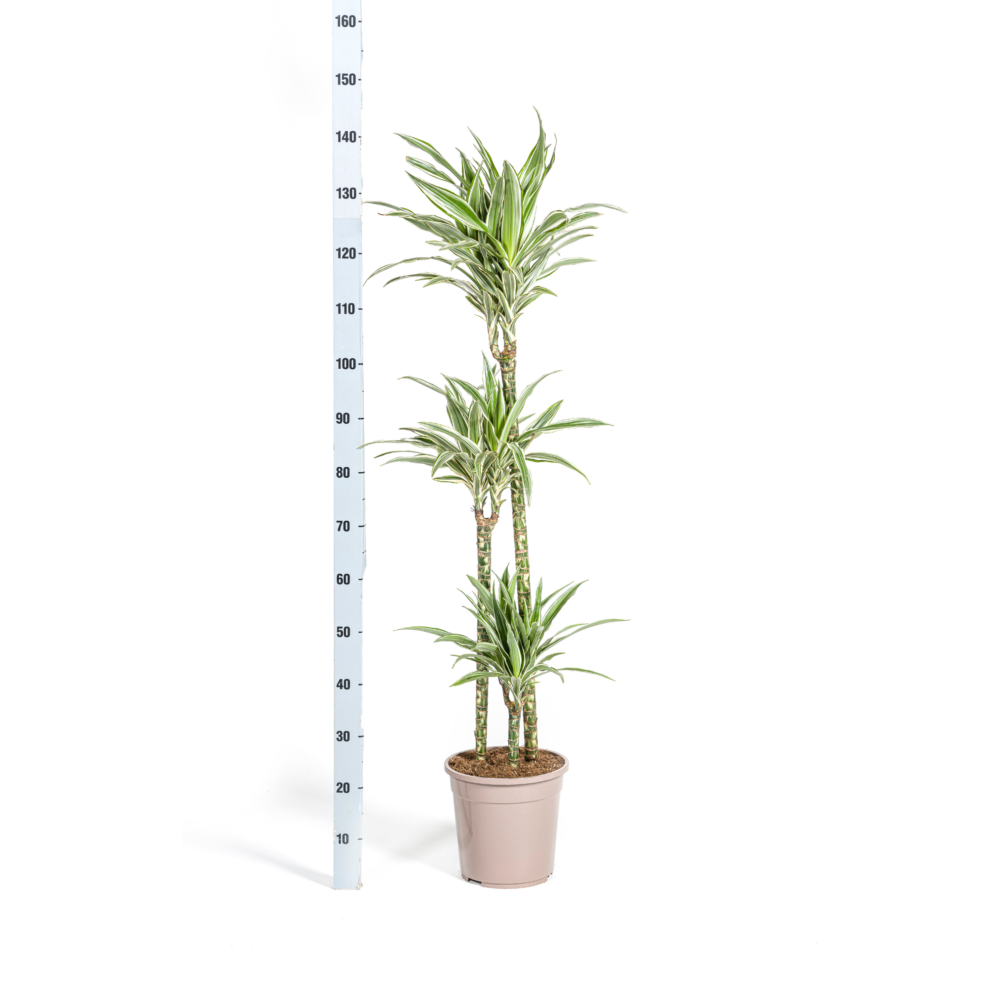 Dracaena 'White Stripe' & Korb – Majestätische Eleganz in XXL
