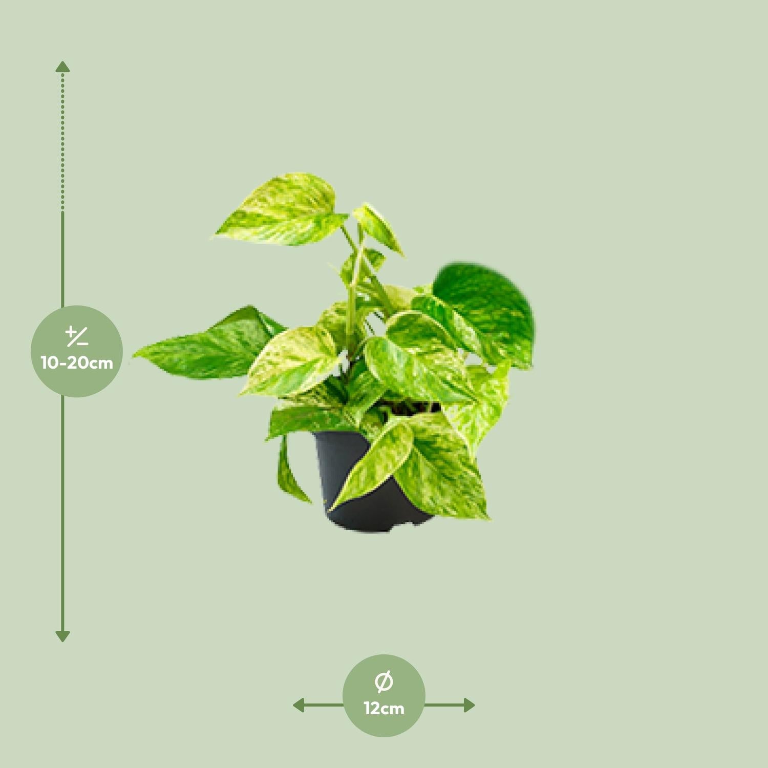 Epipremnum Marble Queen - Scindapsus