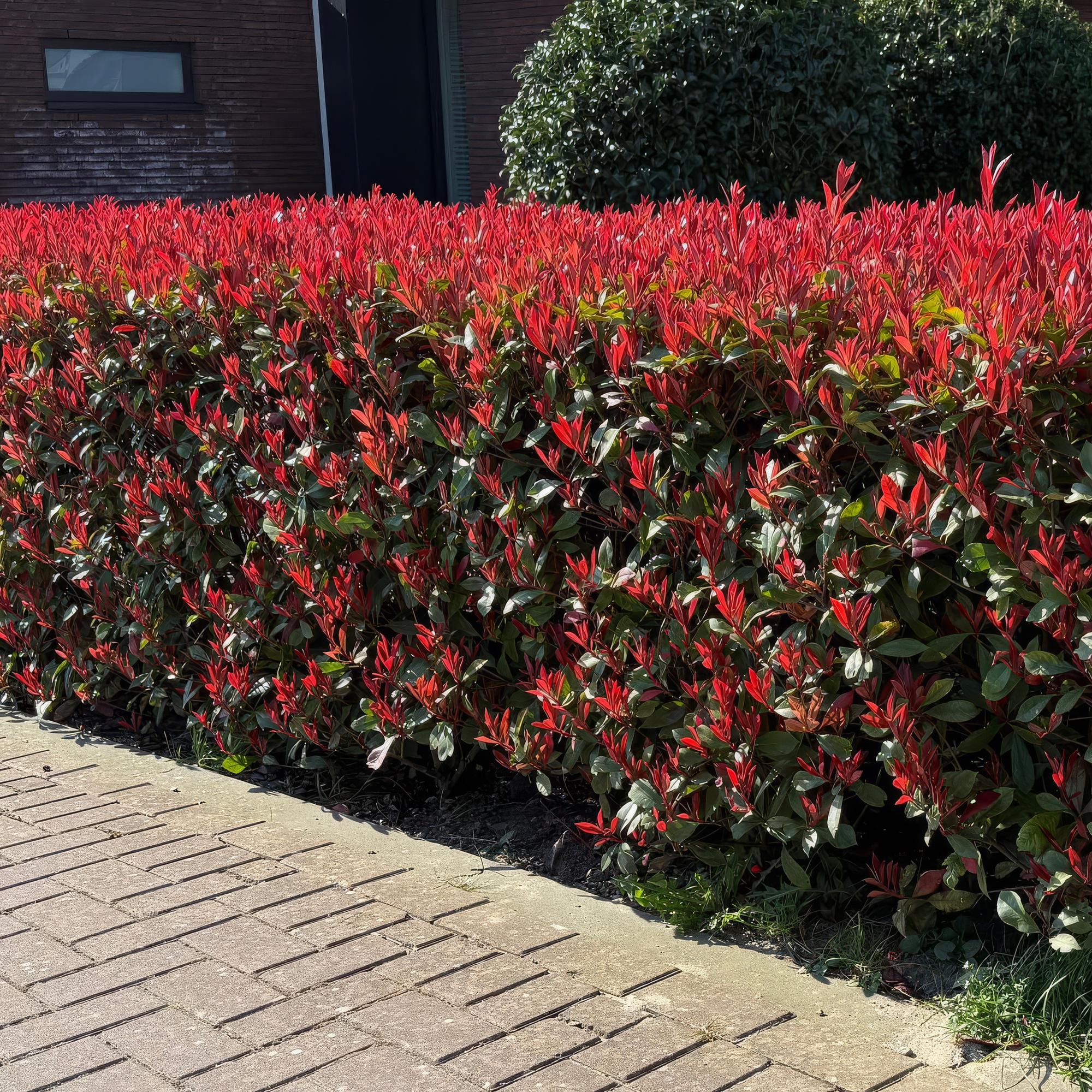 Glanzmispel 6x 'Carré Rouge' (Photinia fraseri)