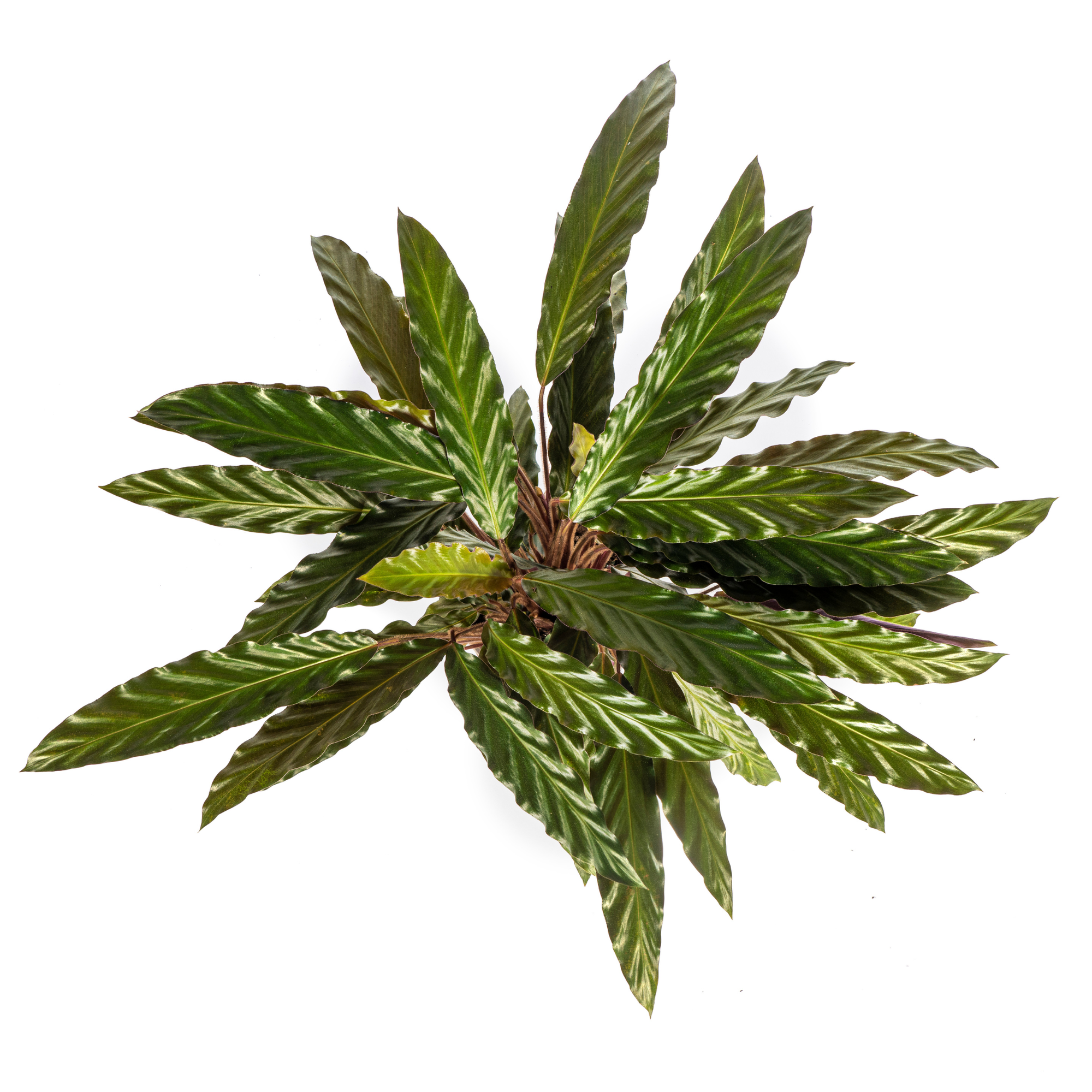 Calathea Rufibarba – Die samtige Wellenmarante