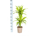 Dracaena 'Lemon Lime' – Der leuchtende Farbtupfer