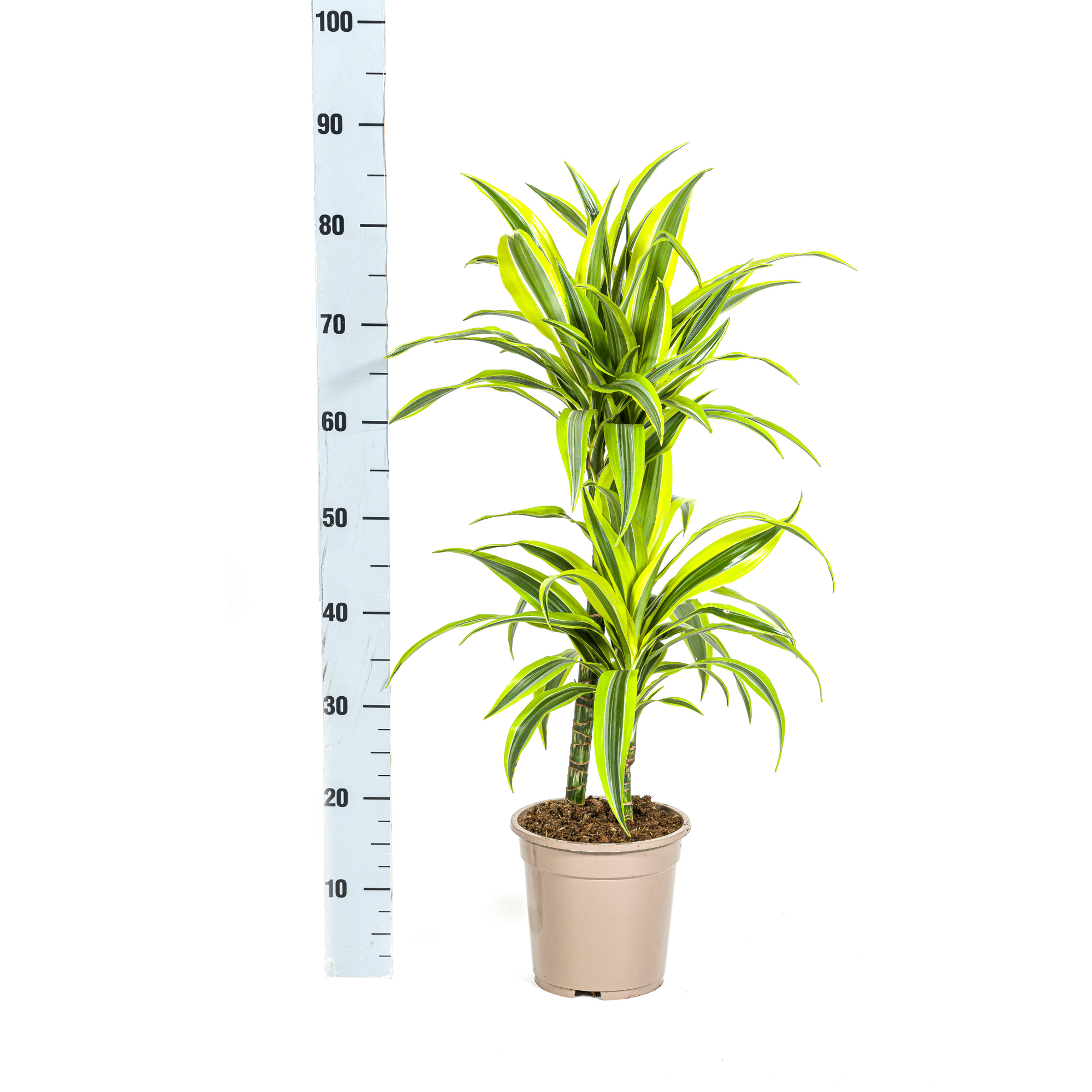 Dracaena 'Lemon Lime' – Der leuchtende Farbtupfer