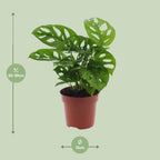 Monstera Monkey Leaf (Lochpflanze)