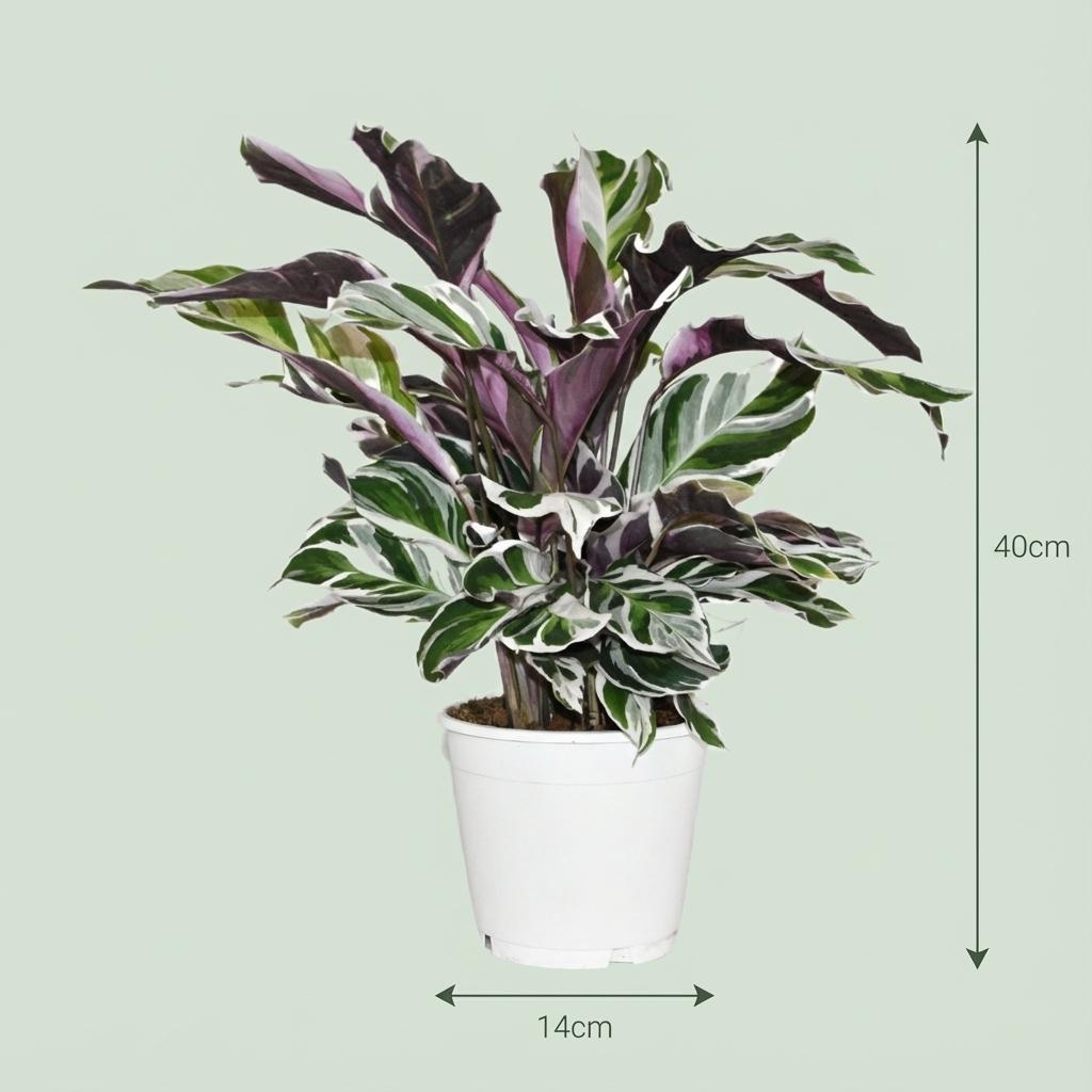 Calathea Fusion White – Das gemalte Meisterwerk