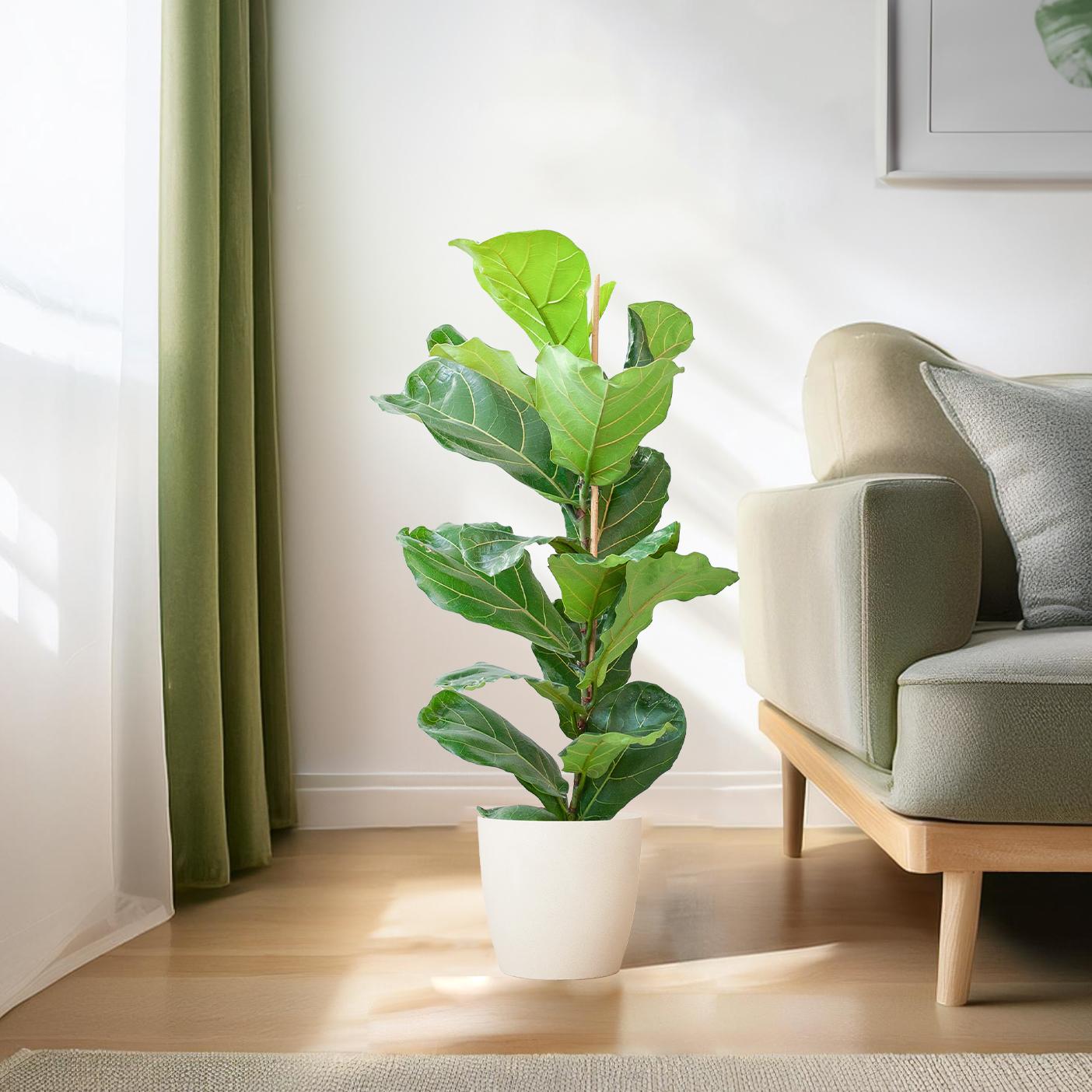 Ficus Lyrata – Geigenfeige im eleganten weißen Design-Set