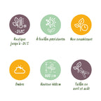 Leyland-Zypresse GreenboutiQ – 8er-Set für 1 Meter Hecke – Schnellwachsend – Höhe 35-40 cm