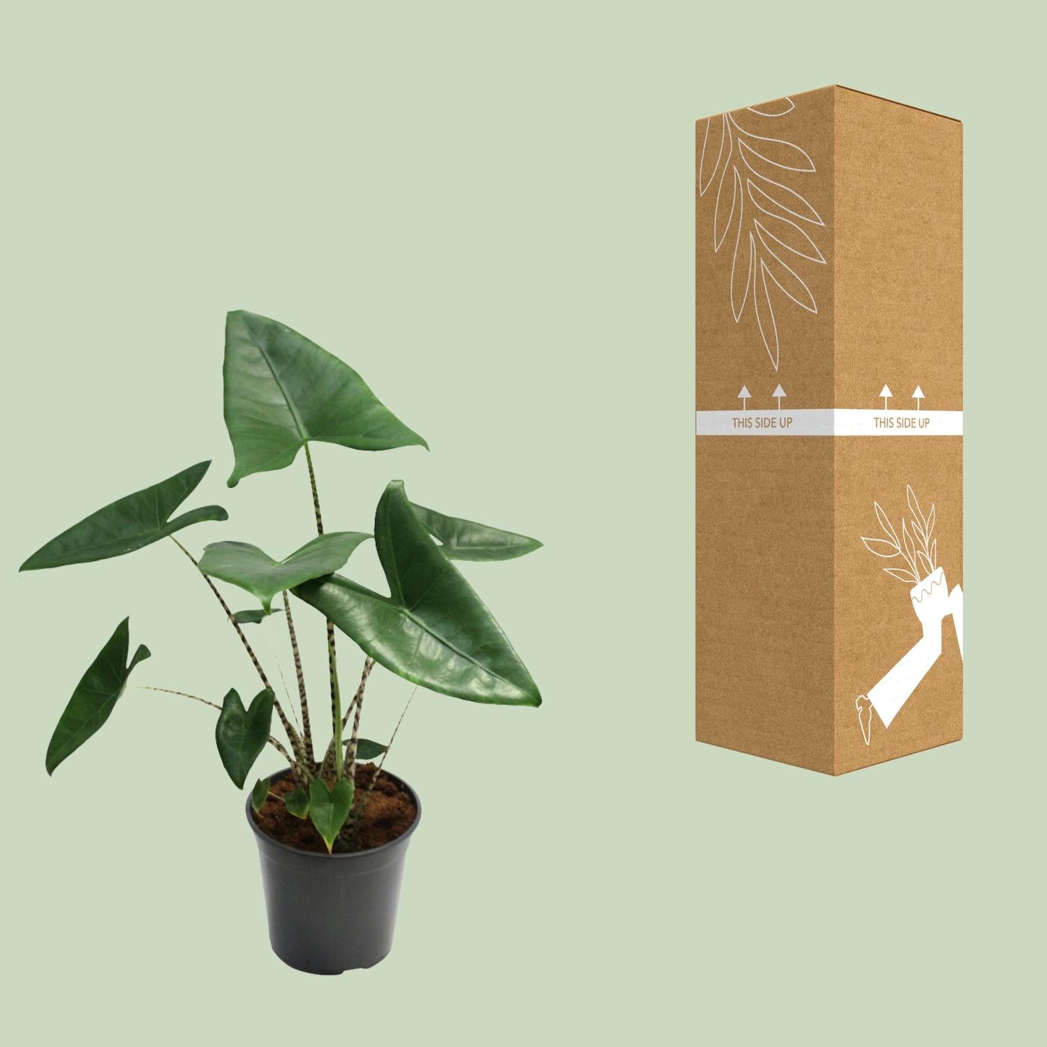 Alocasia Zebrina – Ø 21 cm, 80 cm