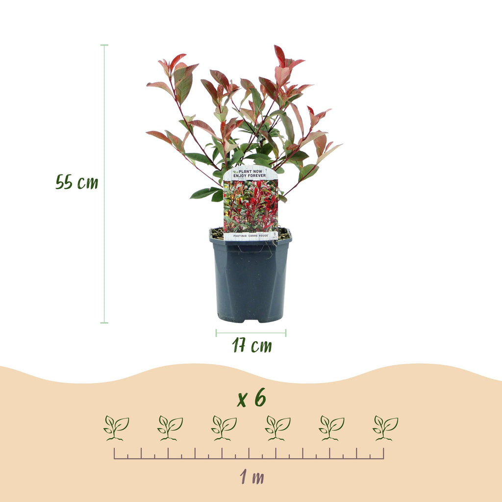 Glanzmispel 6x 'Carré Rouge' (Photinia fraseri)