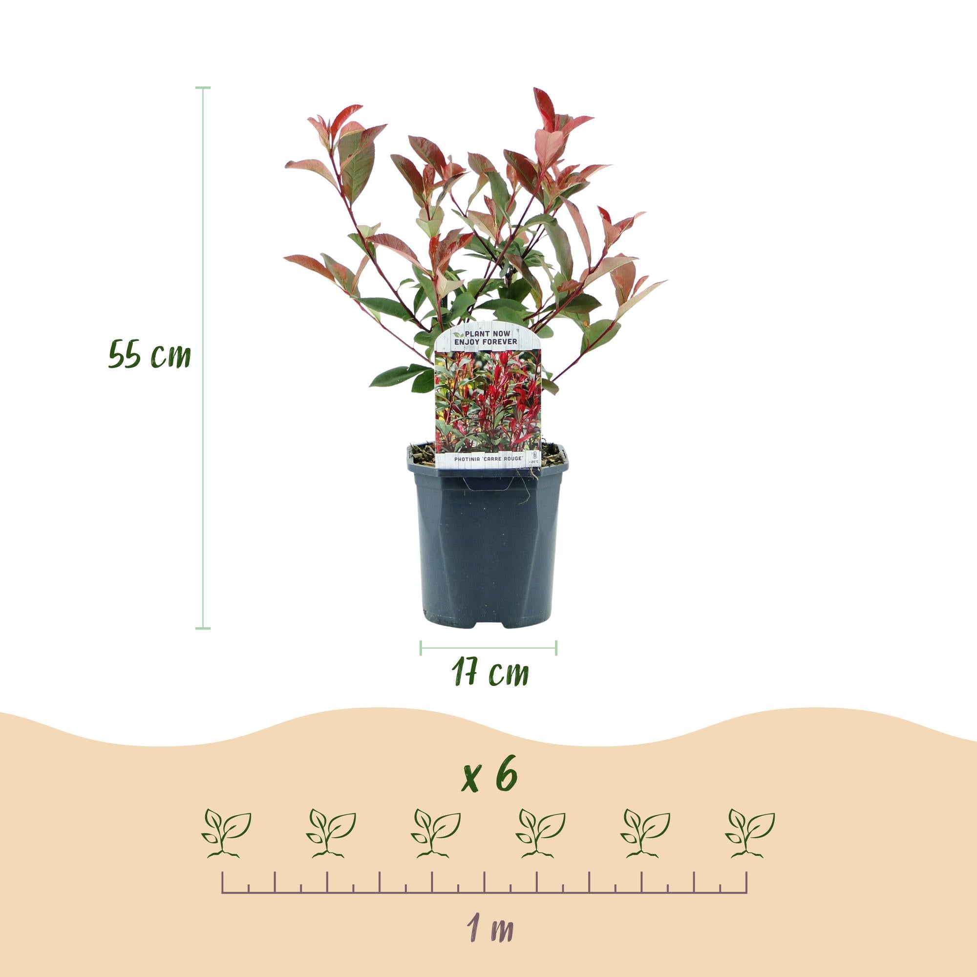 Glanzmispel 6x 'Carré Rouge' (Photinia fraseri)