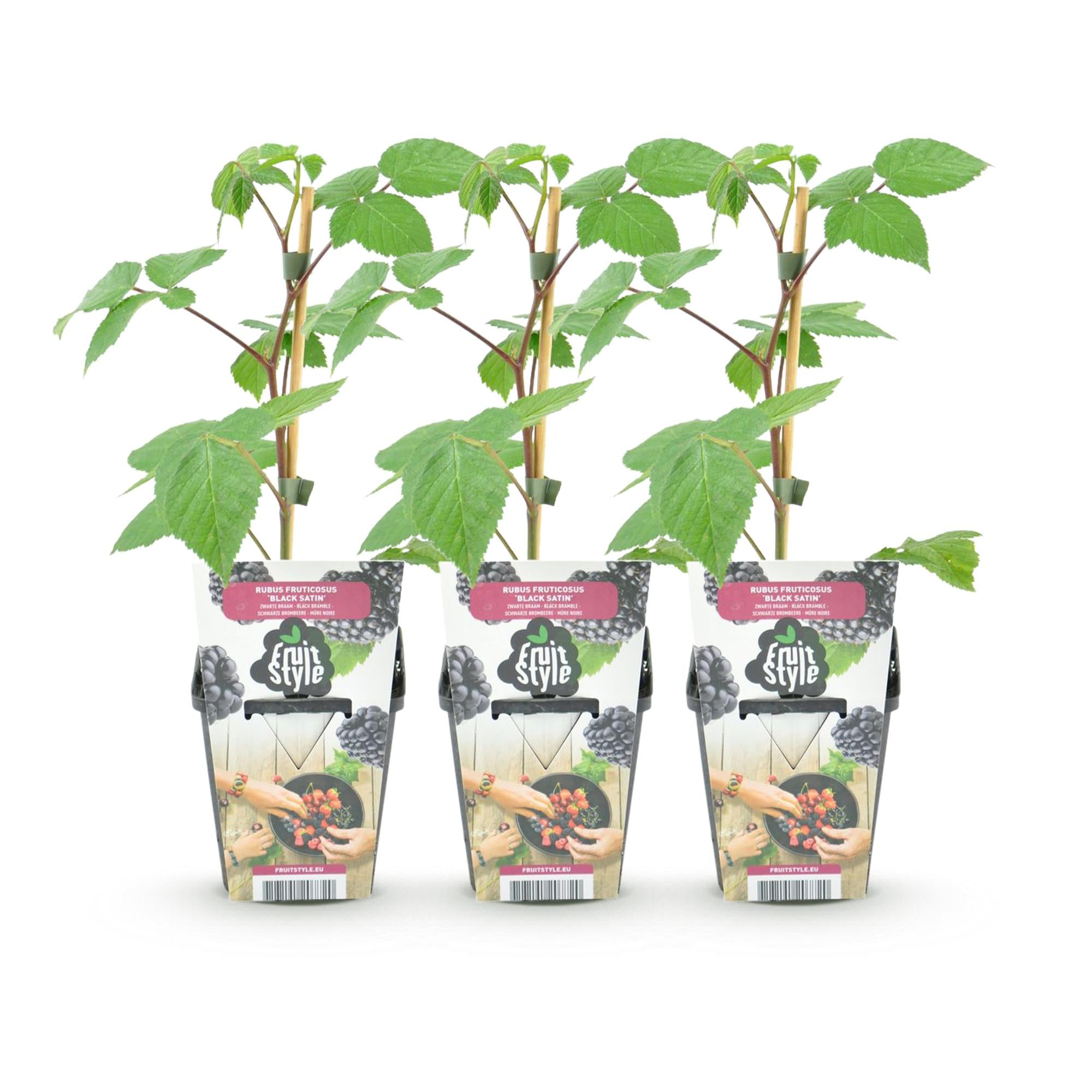 Brombeere 'Black Satin' – 3er-Set (Dornenlos)