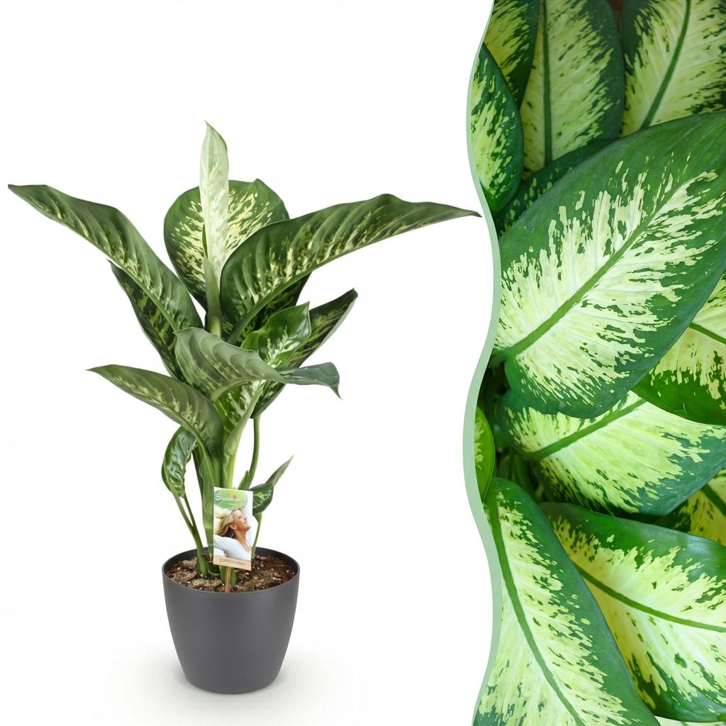 Dieffenbachia im grauen Topf 'Tropic Snow' (Dieffenbachia amoena)