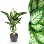 Dieffenbachia im grauen Topf 'Tropic Snow' (Dieffenbachia amoena)