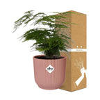 Asparagus Plumosus – Filigrane Eleganz im Topf