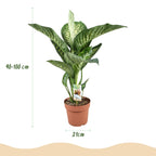 Dieffenbachia 'Tropic Snow' (Dieffenbachia amoena)