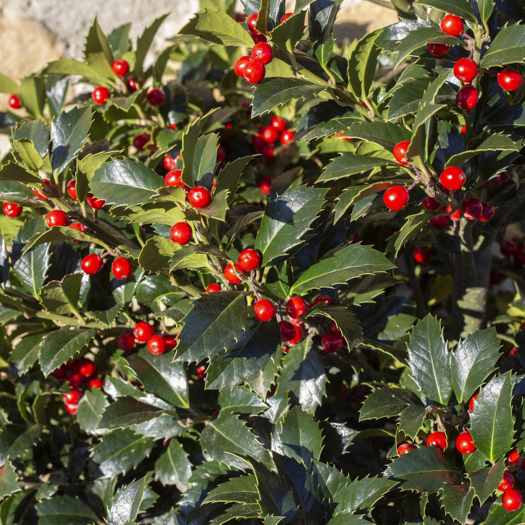 Ilex meserveae 'Blue Maid' – Die edle Blaue Heckenkirsche