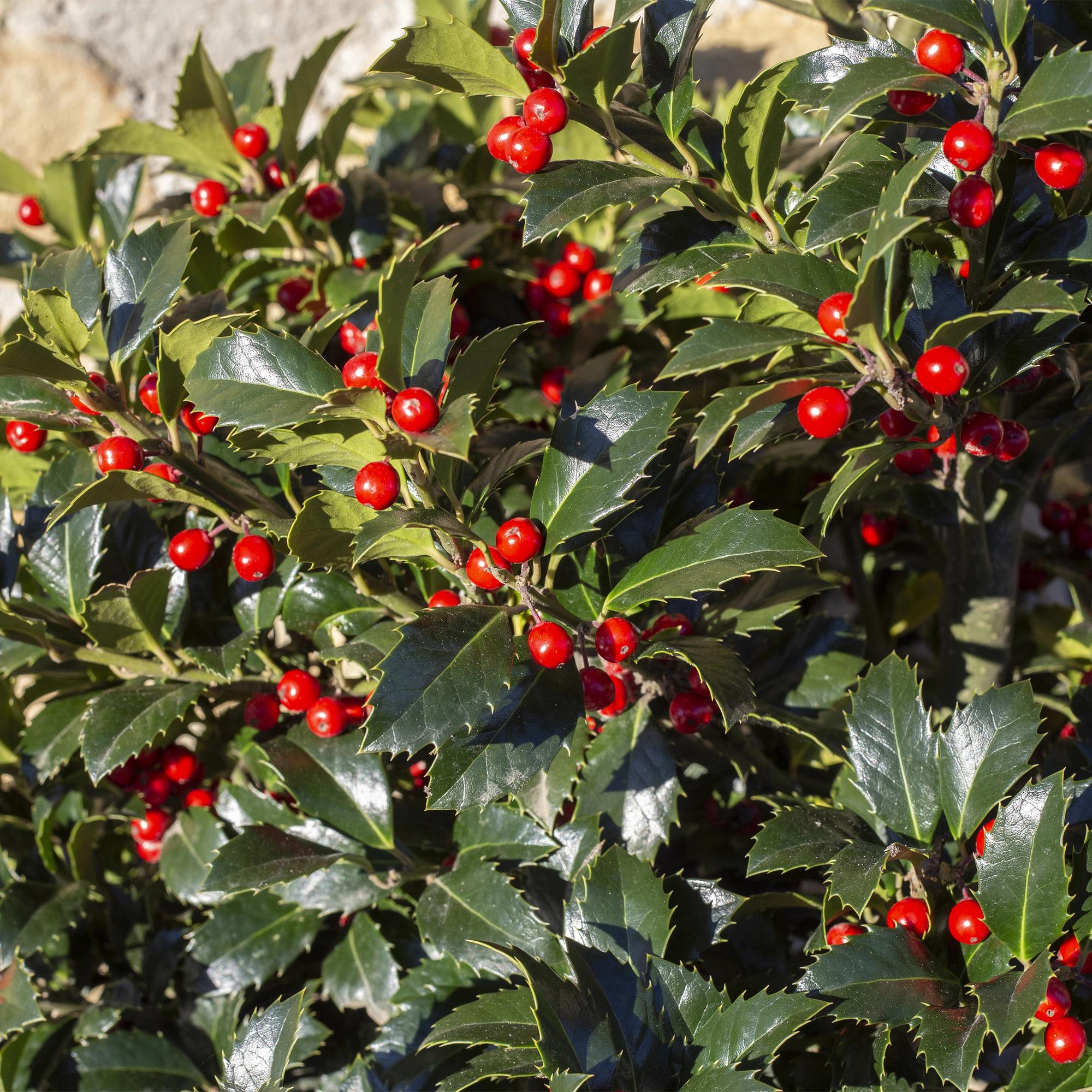 Ilex meserveae 'Blue Maid' – Die edle Blaue Heckenkirsche