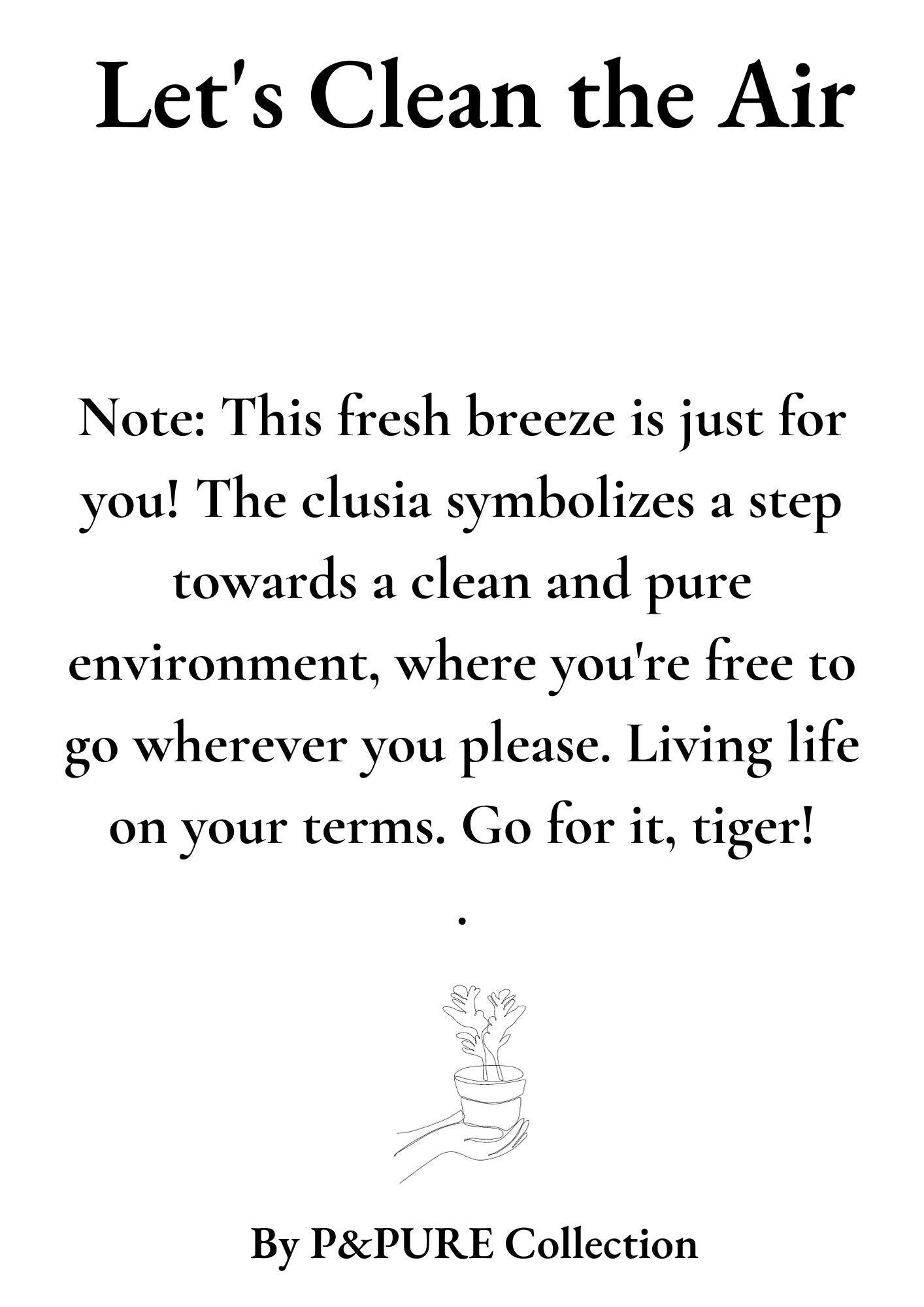 Clusia Rosea Gift "Let's Clean The Air" mit Grußkarte