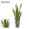 Sansevieria Laurentii XL (Decorum) – Schwiegermutterzunge