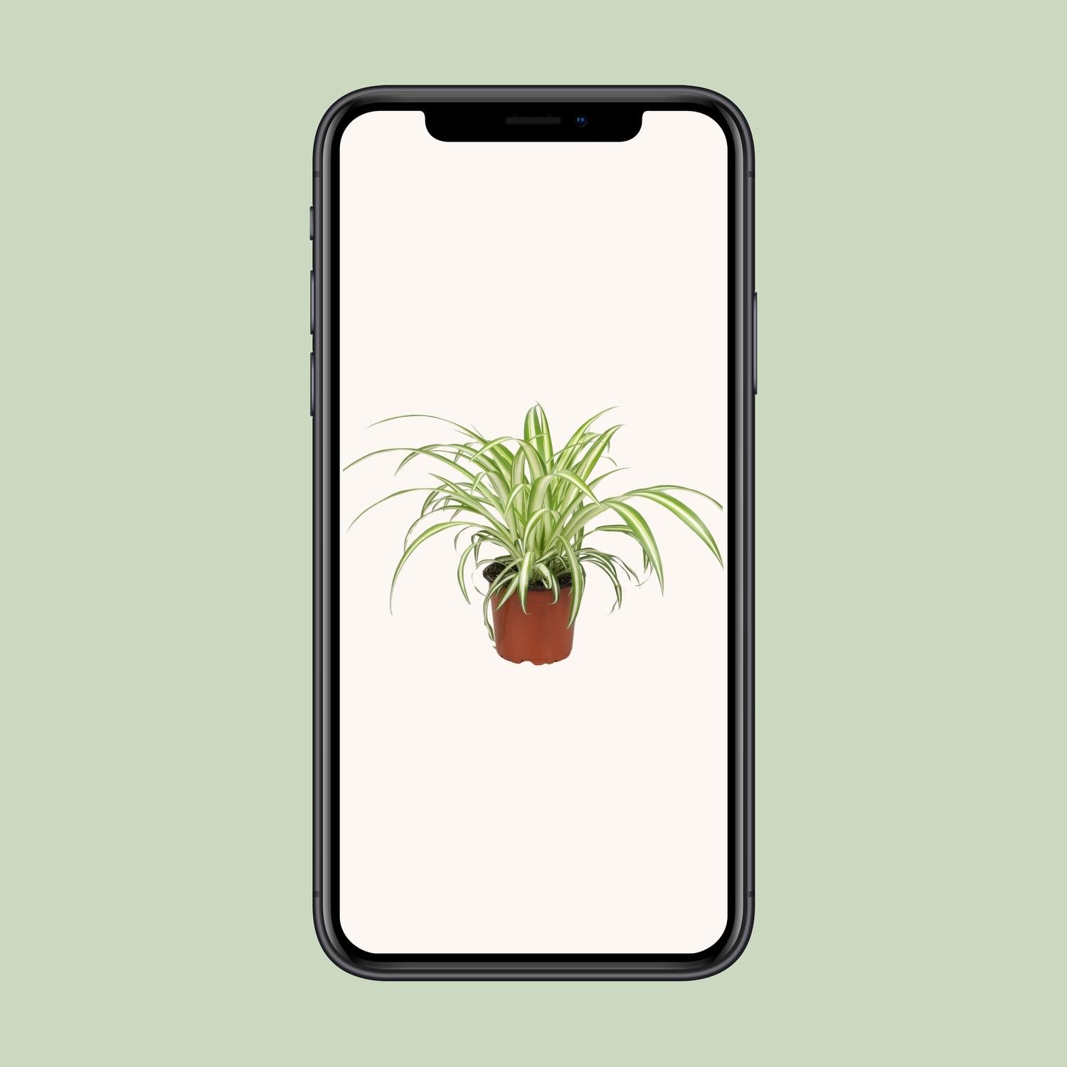 Chlorophytum – Die luftreinigende Grünlilie