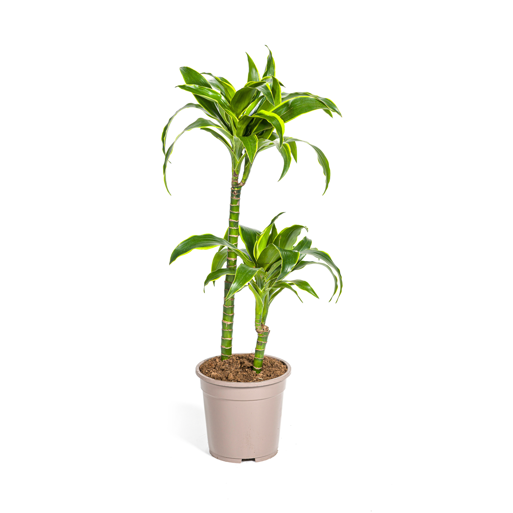 Dracaena 'Dorado' – Der Drachenbaum mit dem frischen Twist