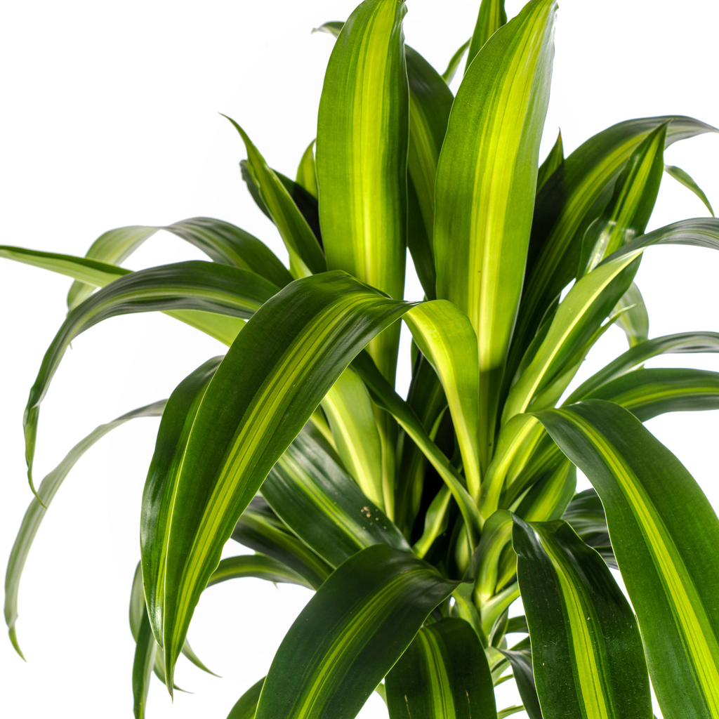 Dracaena 'Hawaiian Sunshine' & Korb – Ein Stück Sonne für dein Zimmer 140cm