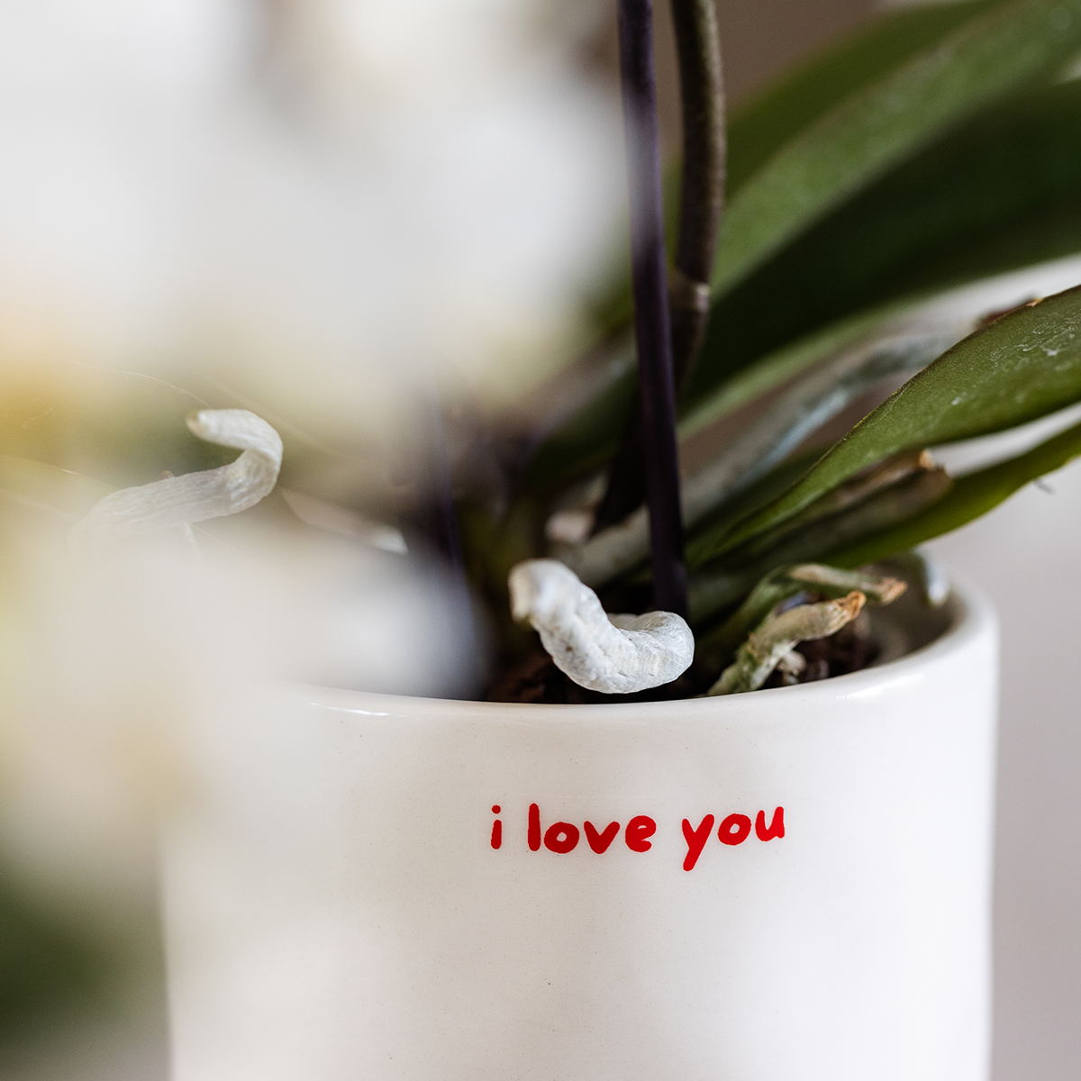 Geschenkset: Kolibri „Love You“ – Red Orchid & Greenery