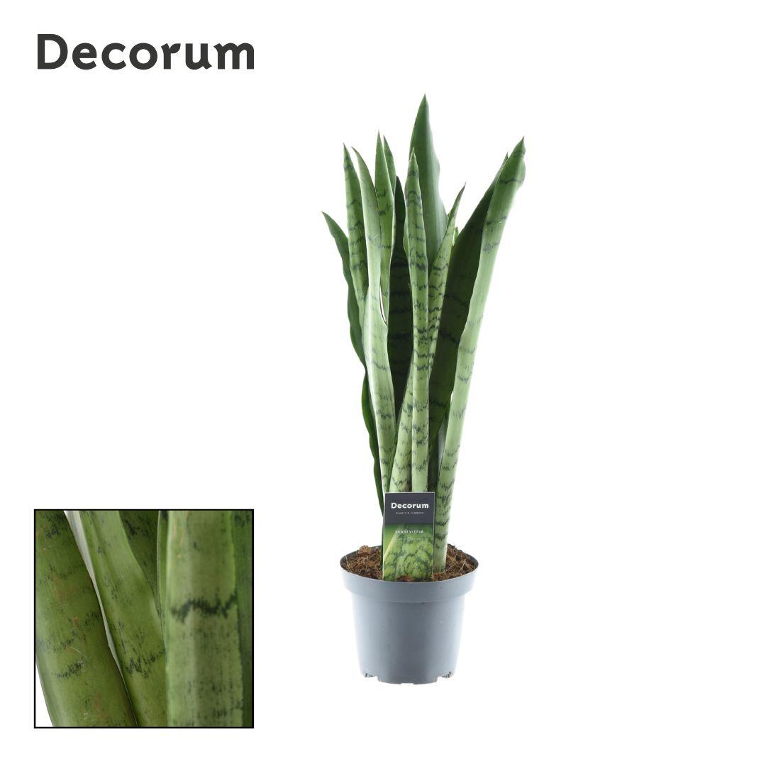 Sansevieria Spearmint