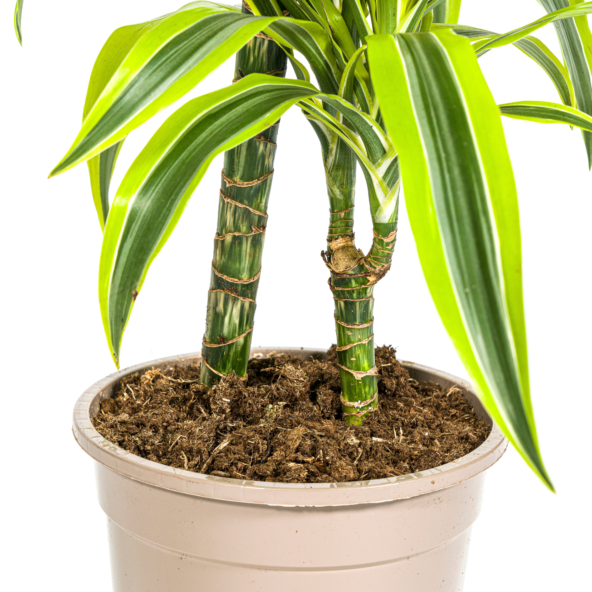 Dracaena 'Lemon Lime' – Der leuchtende Farbtupfer