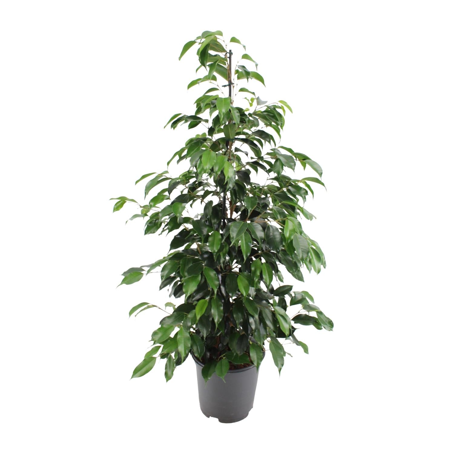 Ficus Benjamina „Danielle“ – Zeitlose Eleganz in Tiefgrün