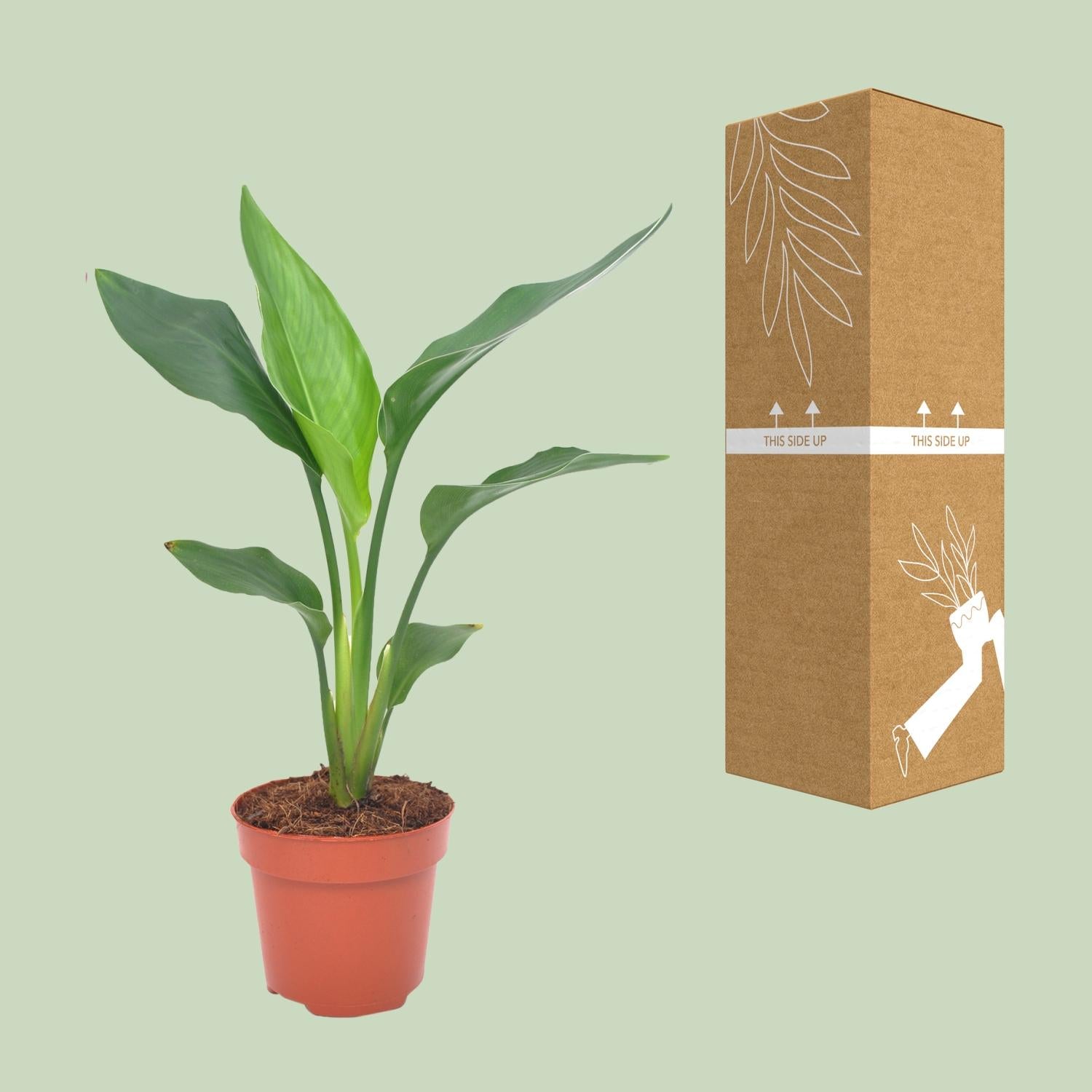 Strelitzia reginae – Die prachtvolle Paradiesvogelblume