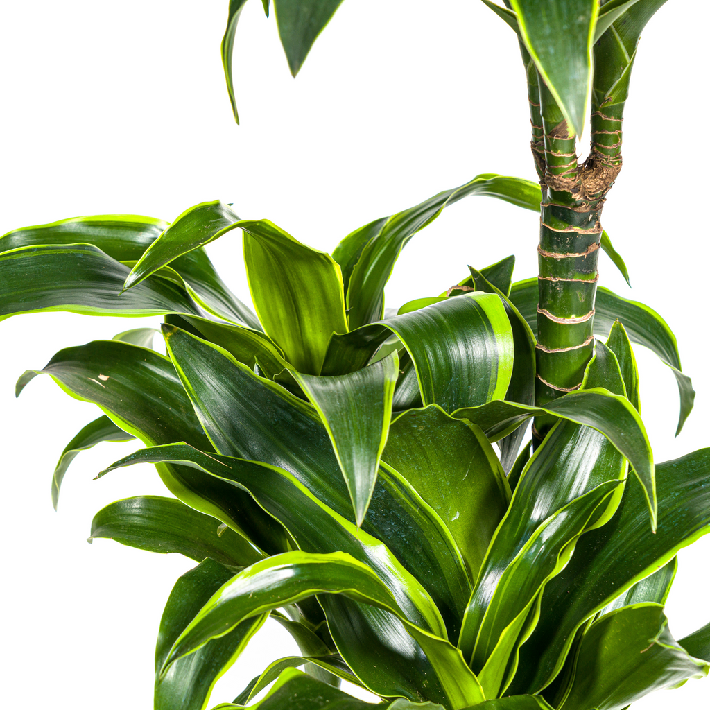 Dracaena 'Dorado' & Korb – Natürliche Eleganz für dein Zuhause