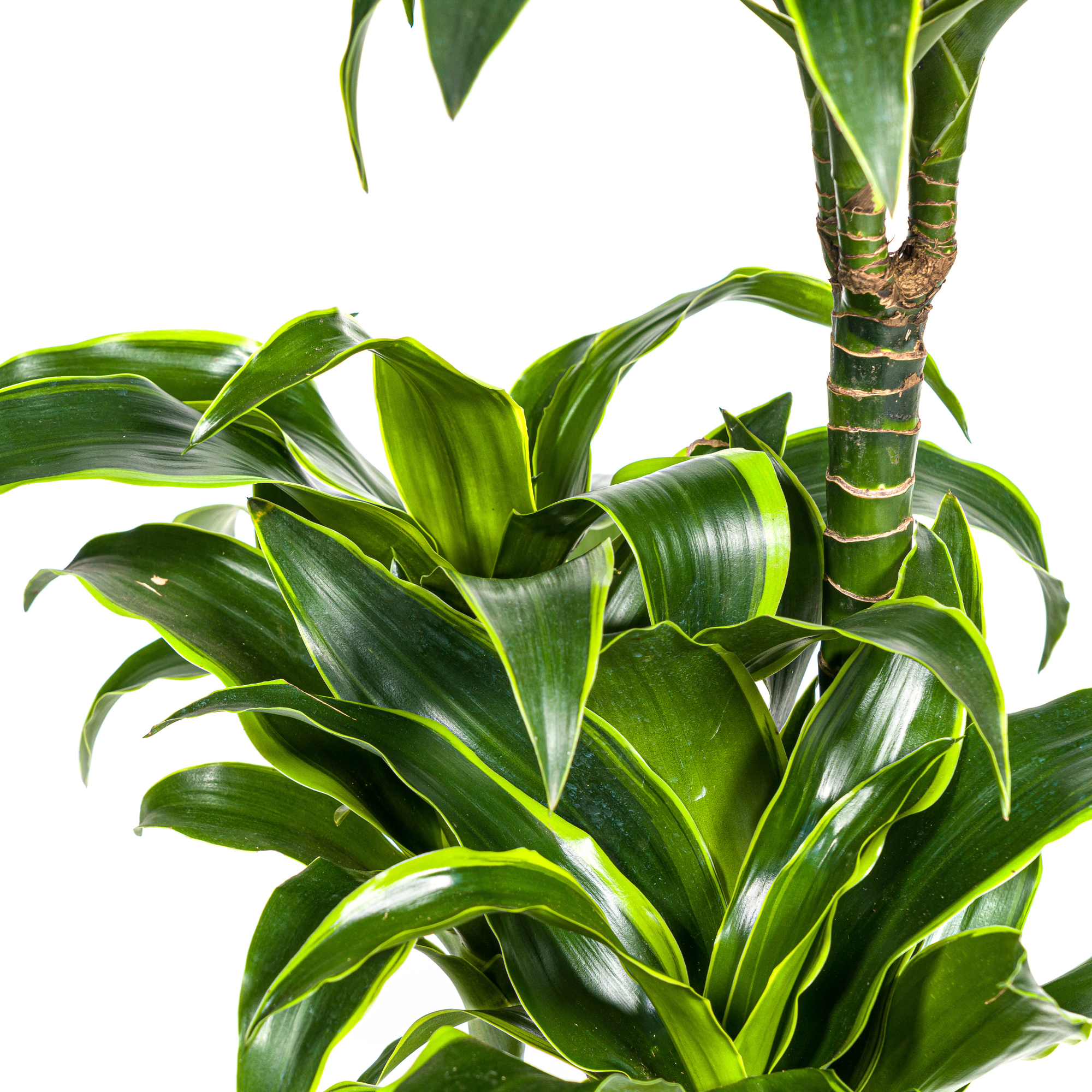 Dracaena 'Dorado' & Korb – Natürliche Eleganz für dein Zuhause