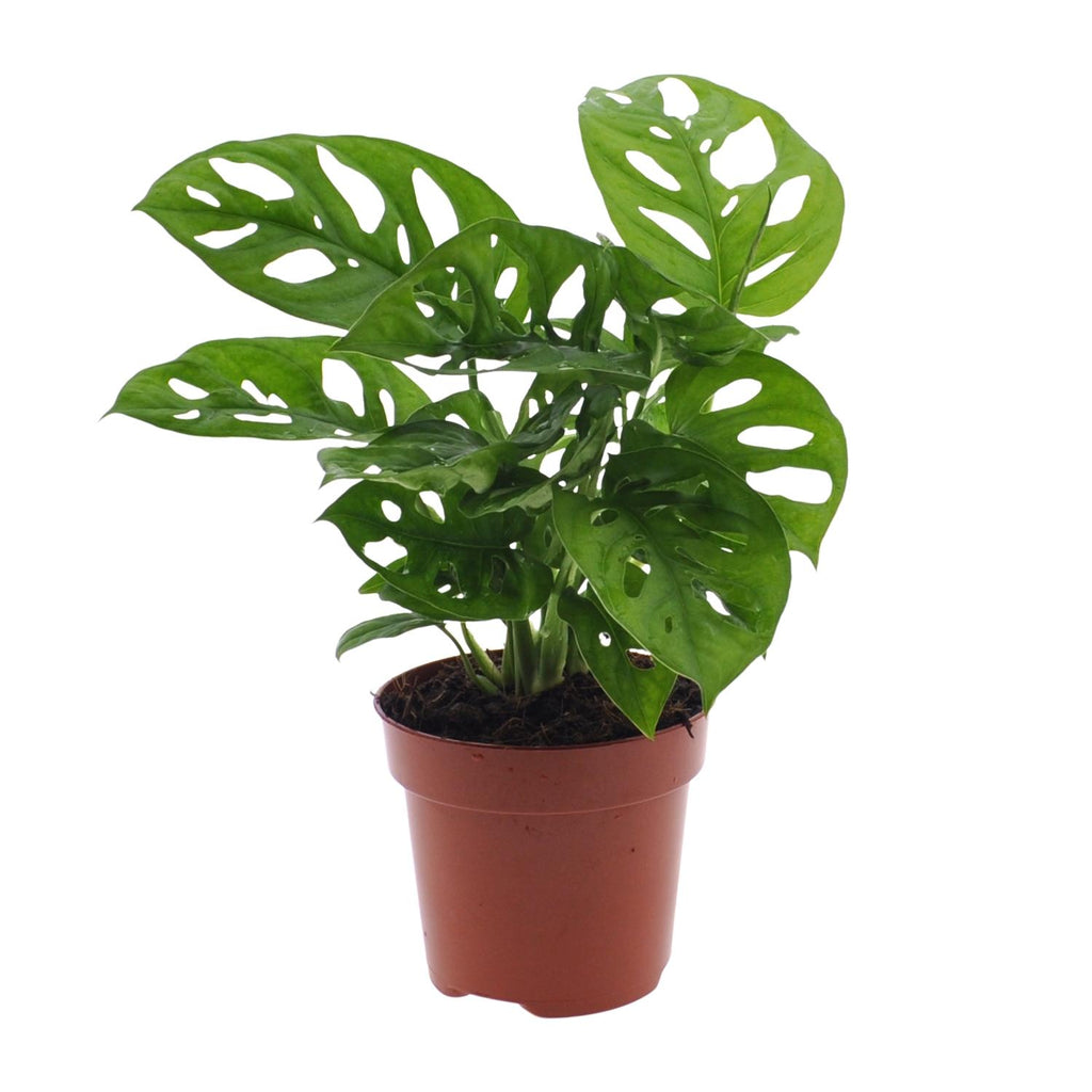 Monstera Monkey Leaf (Lochpflanze)