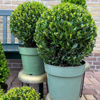 2x Ilex crenata 'Jenny' Kugel XL (Set)