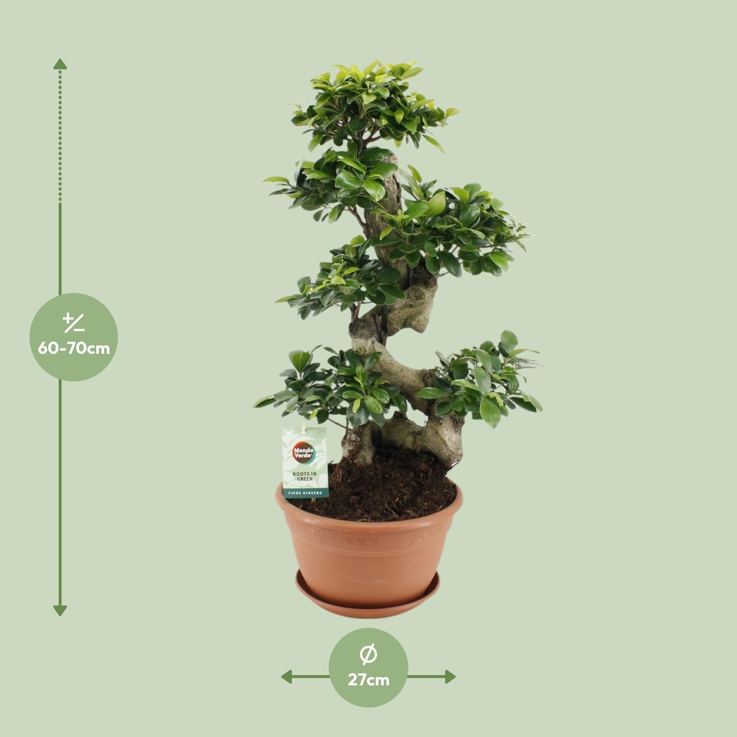 Ficus Ginseng – Das lebende Kunstwerk in Bonsai-Optik