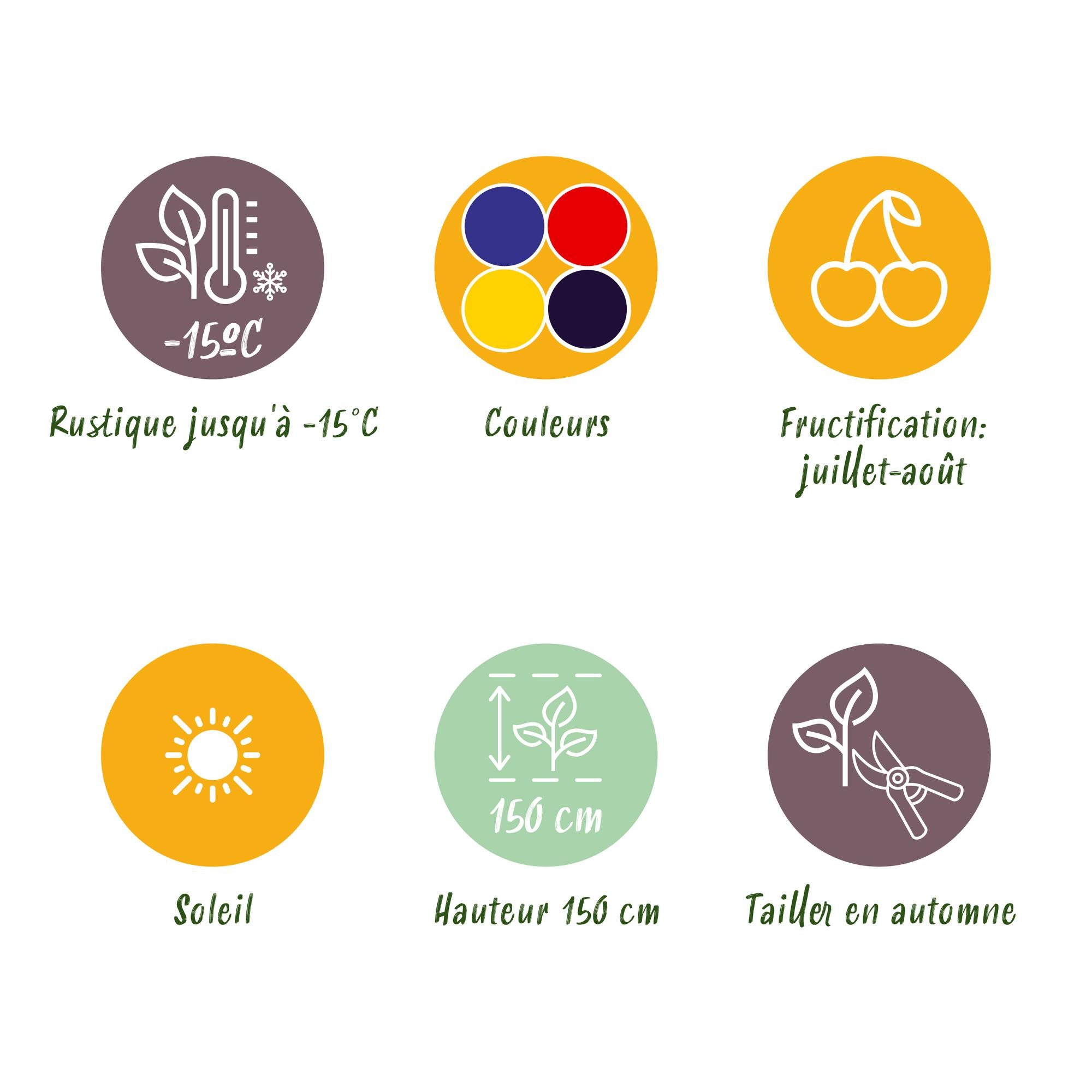 Regenbogen-Beeren-Mix – Die bunte Naschecke im 4er-Set