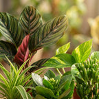 Zweite Chance Box – 6er Set Pflanzenretter