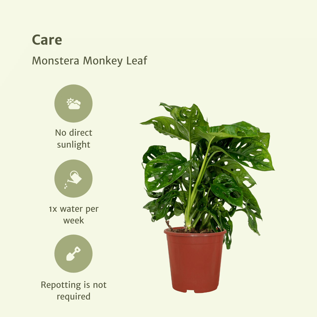 2x Monstera Monkey Leaf (Set)