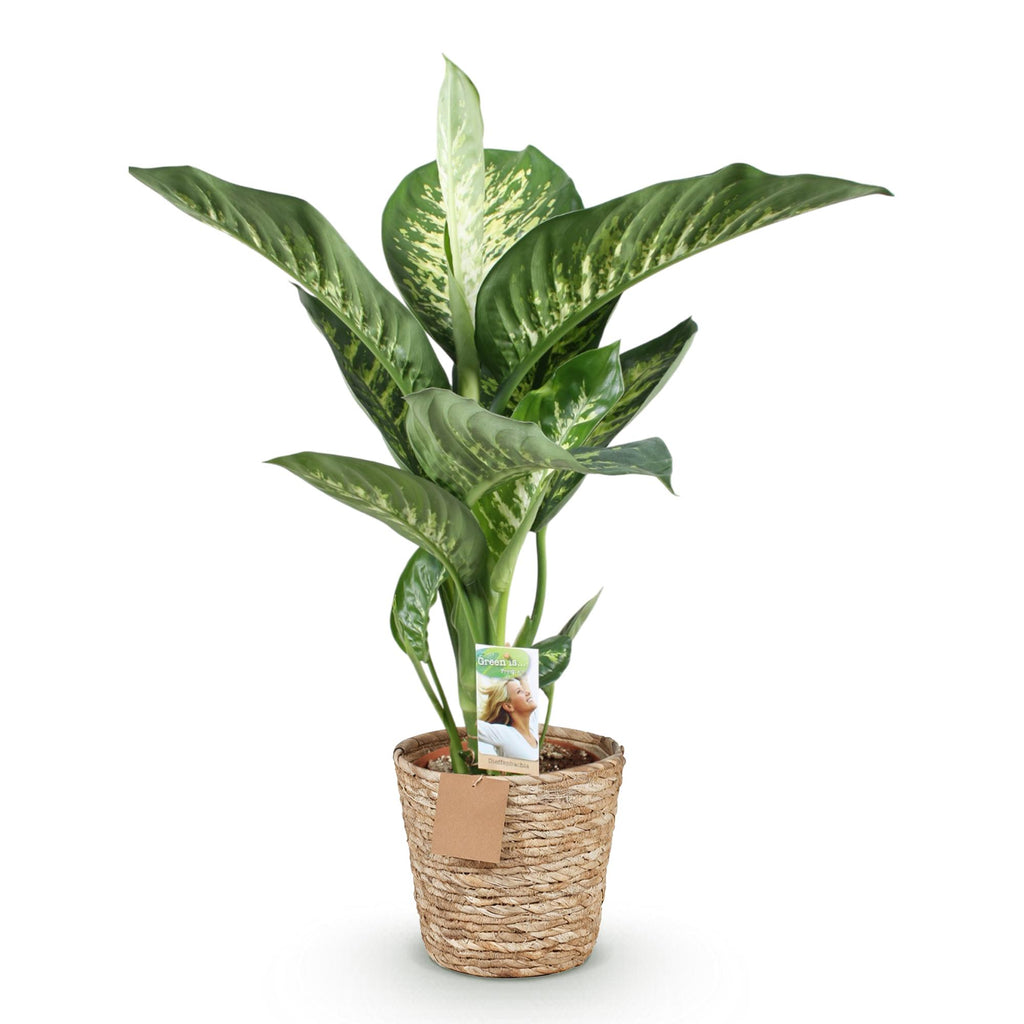 Dieffenbachia Tropic Snow – Ø 21 cm, 90–100 cm