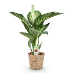 Dieffenbachia Tropic Snow – Ø 21 cm, 90–100 cm