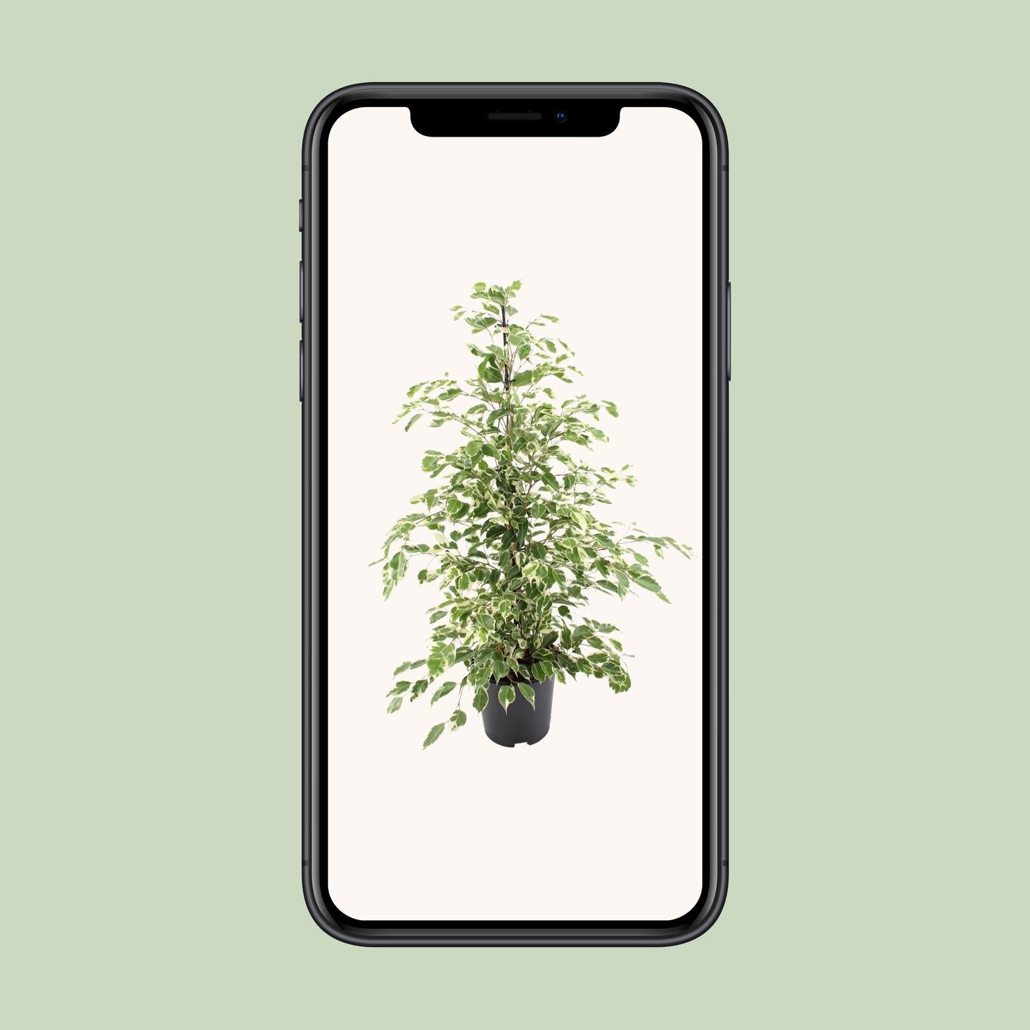 Ficus Benjamina „Twilight“ – Ein Meer aus weiß-grünen Blättern