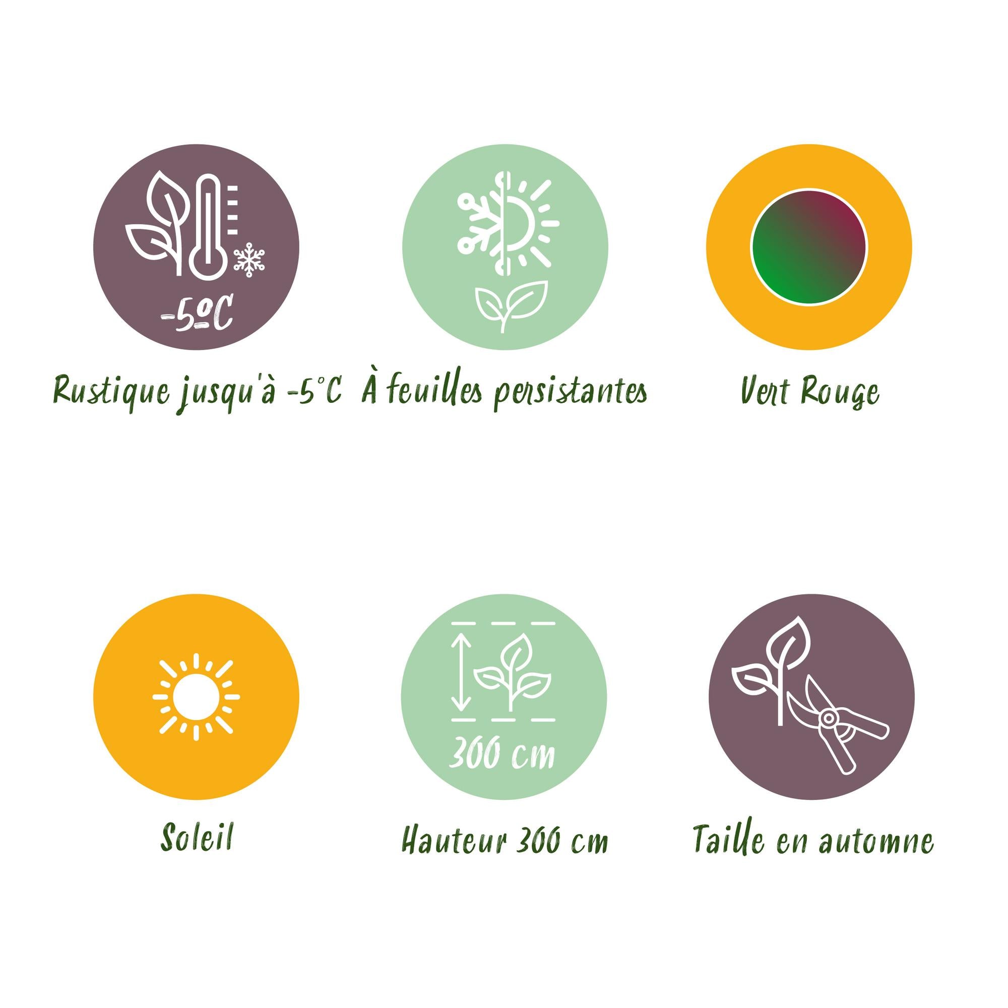 Winterharte Banane 'Red Tiger' – Tropenflair im 4er-Set