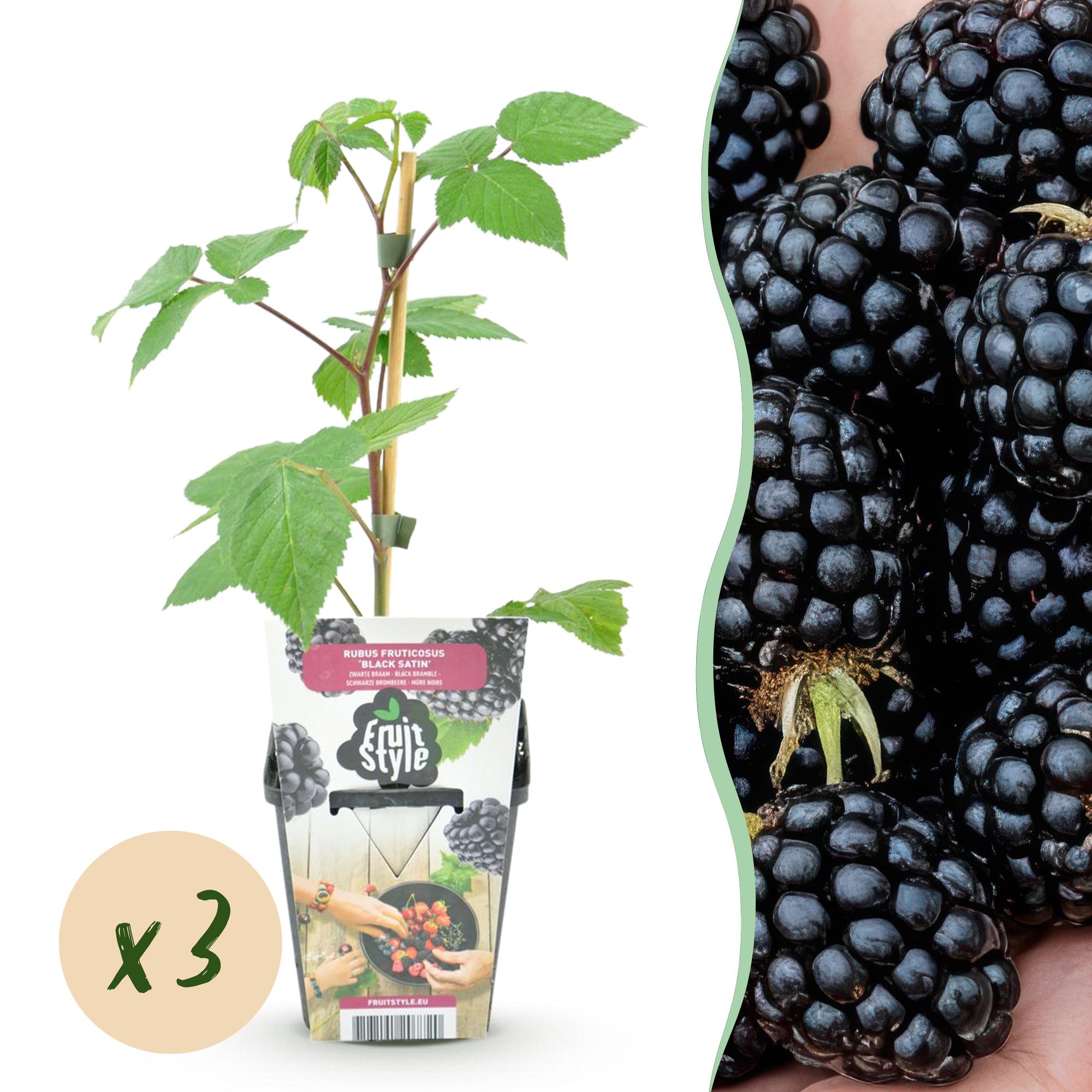 Brombeere 'Black Satin' – 3er-Set (Dornenlos)