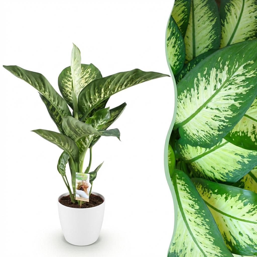 Dieffenbachia im weißen Topf 'Tropic Snow' (Dieffenbachia amoena)