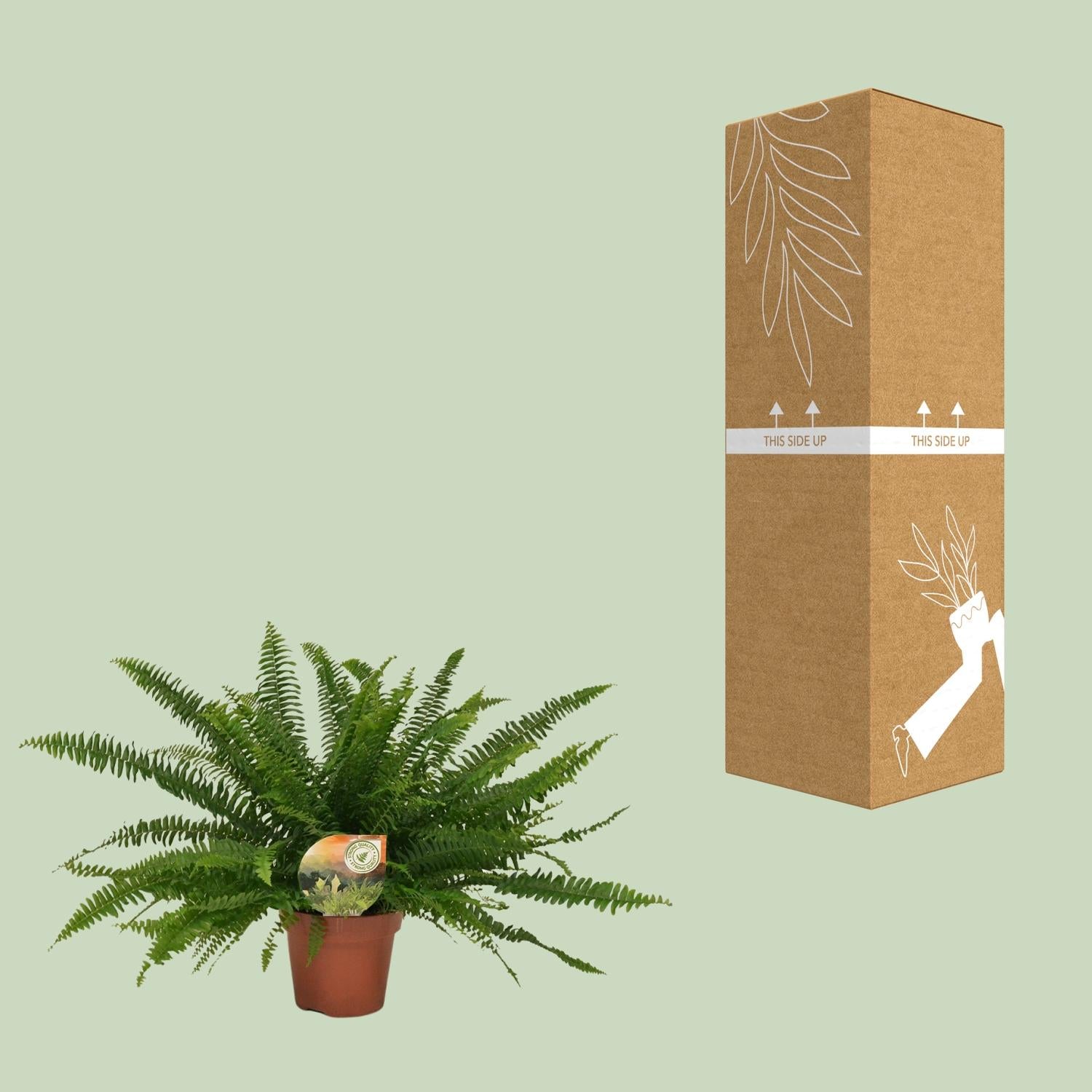 Nephrolepis 'Green Lady' – Der elegante Schwertfarn